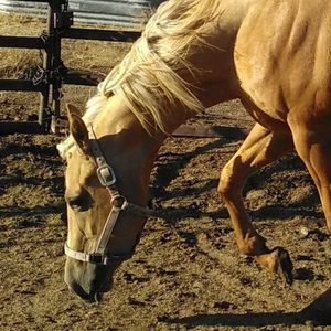 Meet your Posher, Tammie